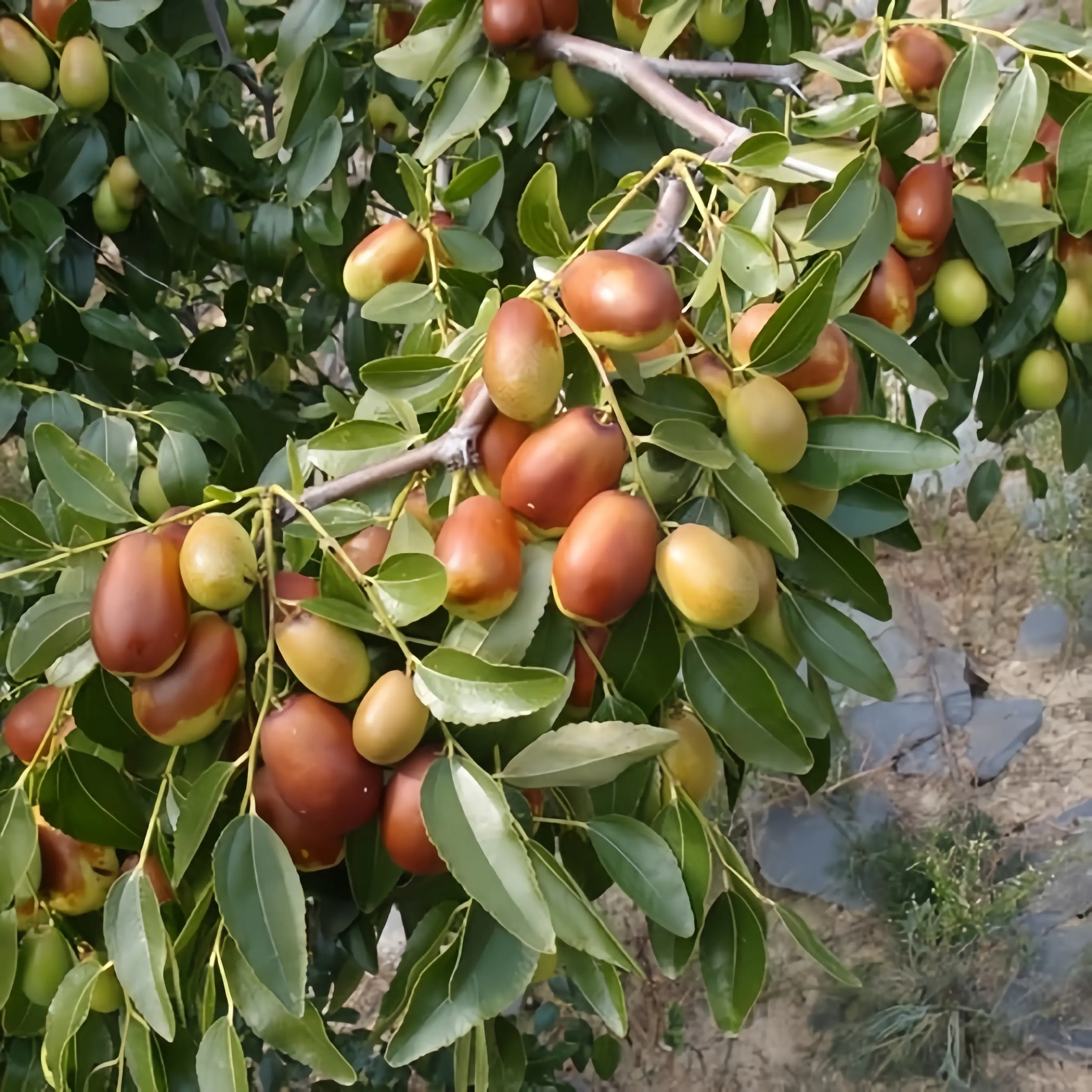 Winter Hardy Jujube Tree Live Plant,  Jujube Tree, 1.3-1.6ft Tall Bare Root Plant, Sweet Fruit Tree for Outdoor Garden