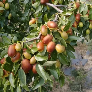 Winter Hardy Jujube Tree Live Plant,  Jujube Tree, 4ft Tall Bare Root Plant, Sweet Fruit Tree for Outdoor Garden