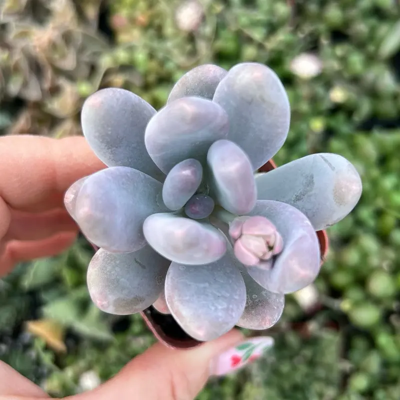 2” Pachyphytum Oviferum Lavender Pebbles