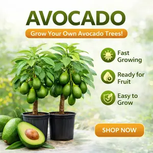 Dwarf Hass Avocado Tree, Grafted Bare Root Live Plant for Patio and Container Growing, Ready for Planting