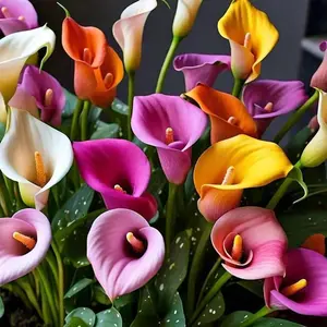 Mixed Color Callalily Seeds,Mixed-Color Annual With Multicolored Flowers,Open Pollination,Attracts Pollinators Decorative