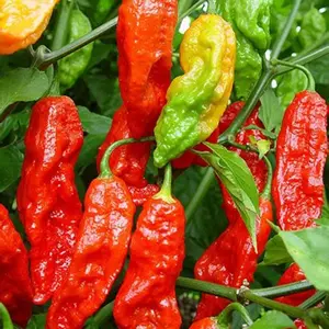 25 Ghost Pepper Seeds- "Bhut Jolokia"