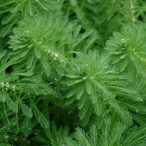 Parrot Feather (Myriophyllum aquaticum) – Live Plant for Aquariums, Ponds, and Water Gardens