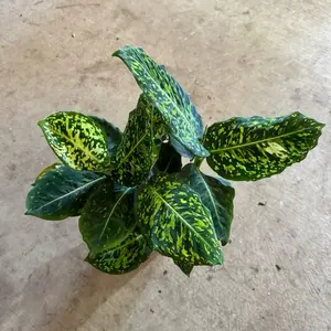 Dieffenbachia Reflector 6 inch pot