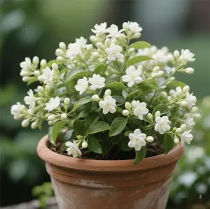 30Climbing Jasmine Flower Seeds Fragrant Plant for Planting Garden Home Four Seasons Evergreen Silver Jasmine Garden Balcony Climbing Flower Non-GMO