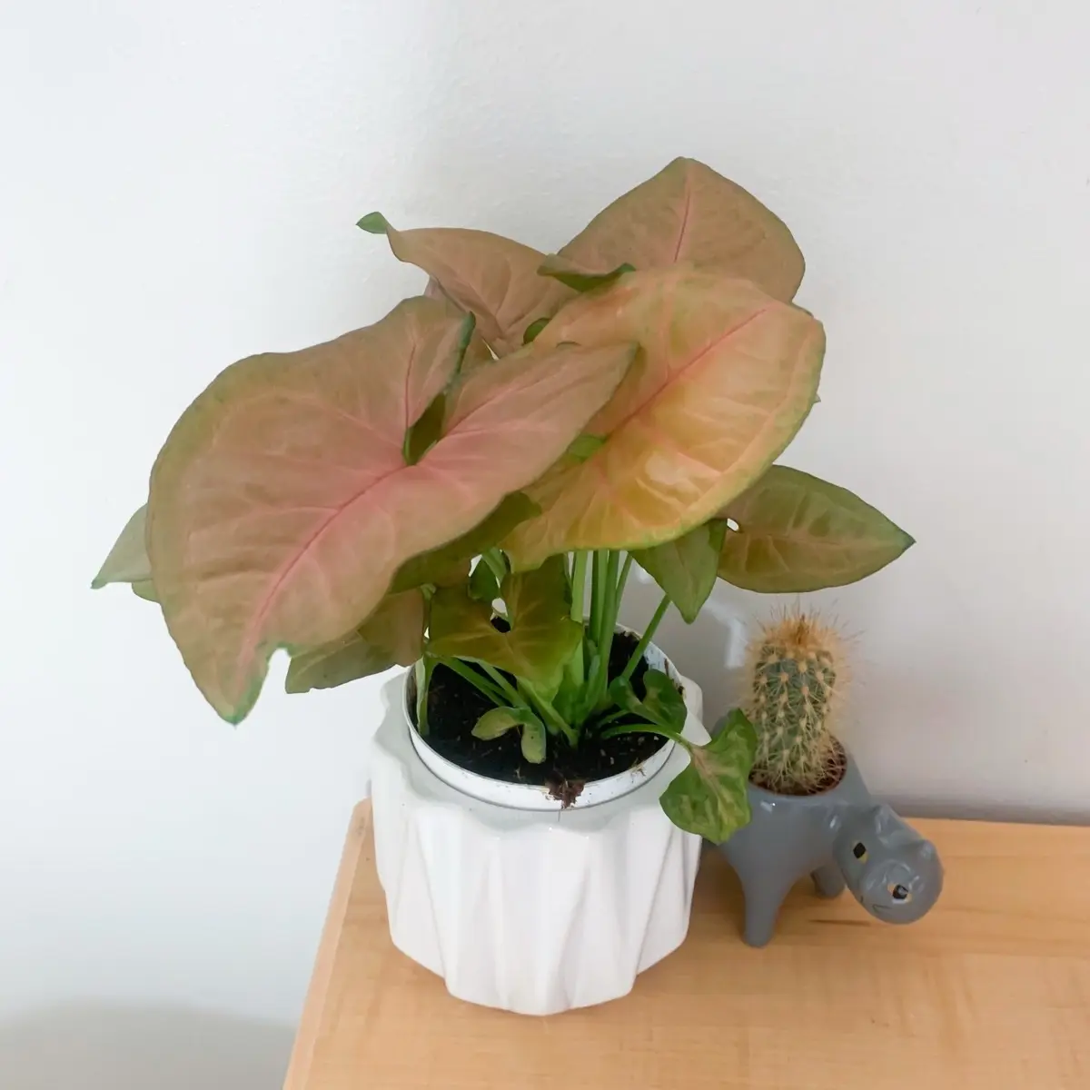 Pink syngonium 4inch plant-indoor decoration-live houseplant