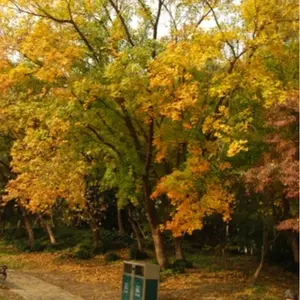 75 Maple Seeds Acer Truncatum Shantung Maple Tree Bonsai with Vibrant Fall Foliage and Unique Trunks for Garden and Hedgerow Decor