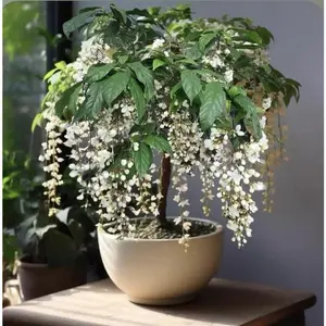 100pcs Hanging Jasmine Seeds Evergreen Fragrant Vine Easy to Grow Indoor Outdoor Balcony Bonsai Four Seasons Blooming Cascading Branch Jasmine