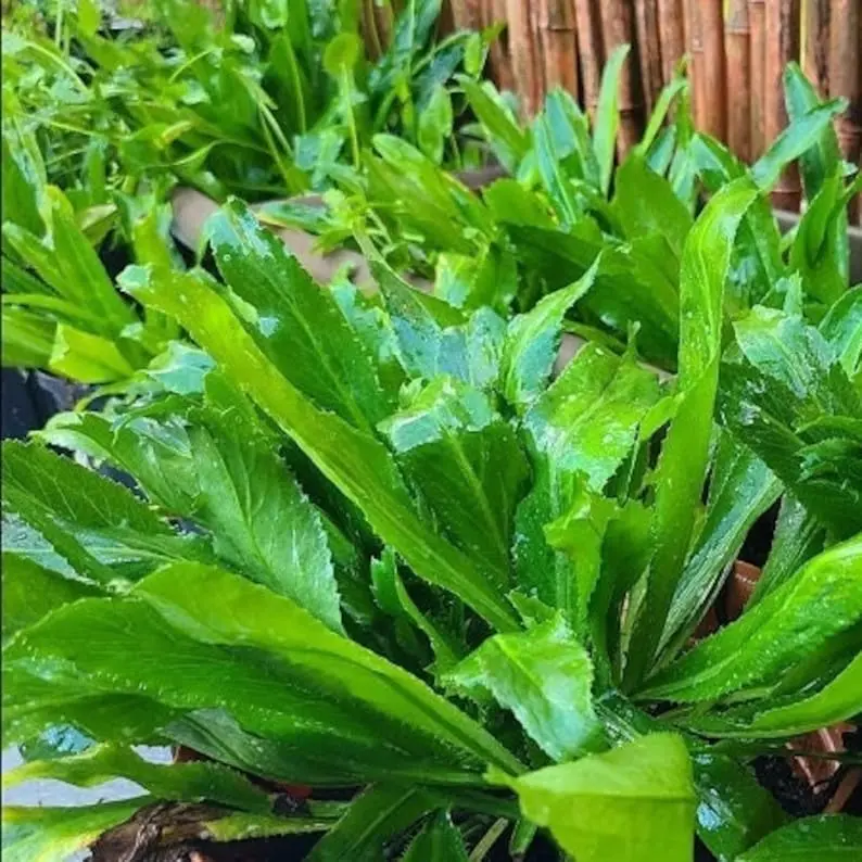Zenn Garden Bliss Vietnamese Culantro Seeds - Ngo Gai, Tabasco Parsley, Recao, Mexican Coriander, Non-GMO Easy-to-Grow Summer Tropical Culinary Herb for Stews, Salads, Depth in Dishes