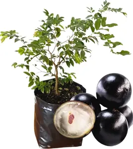 Black Jabuticaba Trees Live Plants, Jaboticaba Plants Live in 4 Inches Pot for Planting Outside, Brazilian Grape Trees