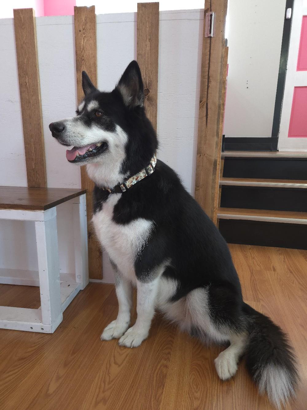 Puppy Pals Durable Fabric Dog Collar - Adjustable for Small, Medium and Large Dogs