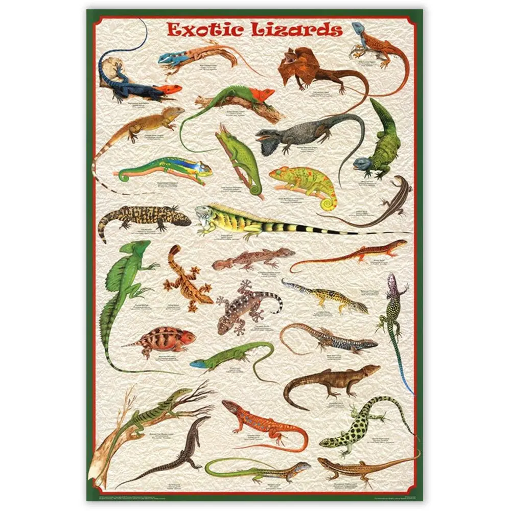 (24x36) Exotic Lizards Reptiles Educational Science Chart Poster