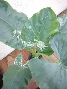 Alocasia Calidora Variegated Elephant Ear LIVE PLANT (not bulbs) - 2ft tall - Aurea Variegata - shipped from sunny Florida vc1