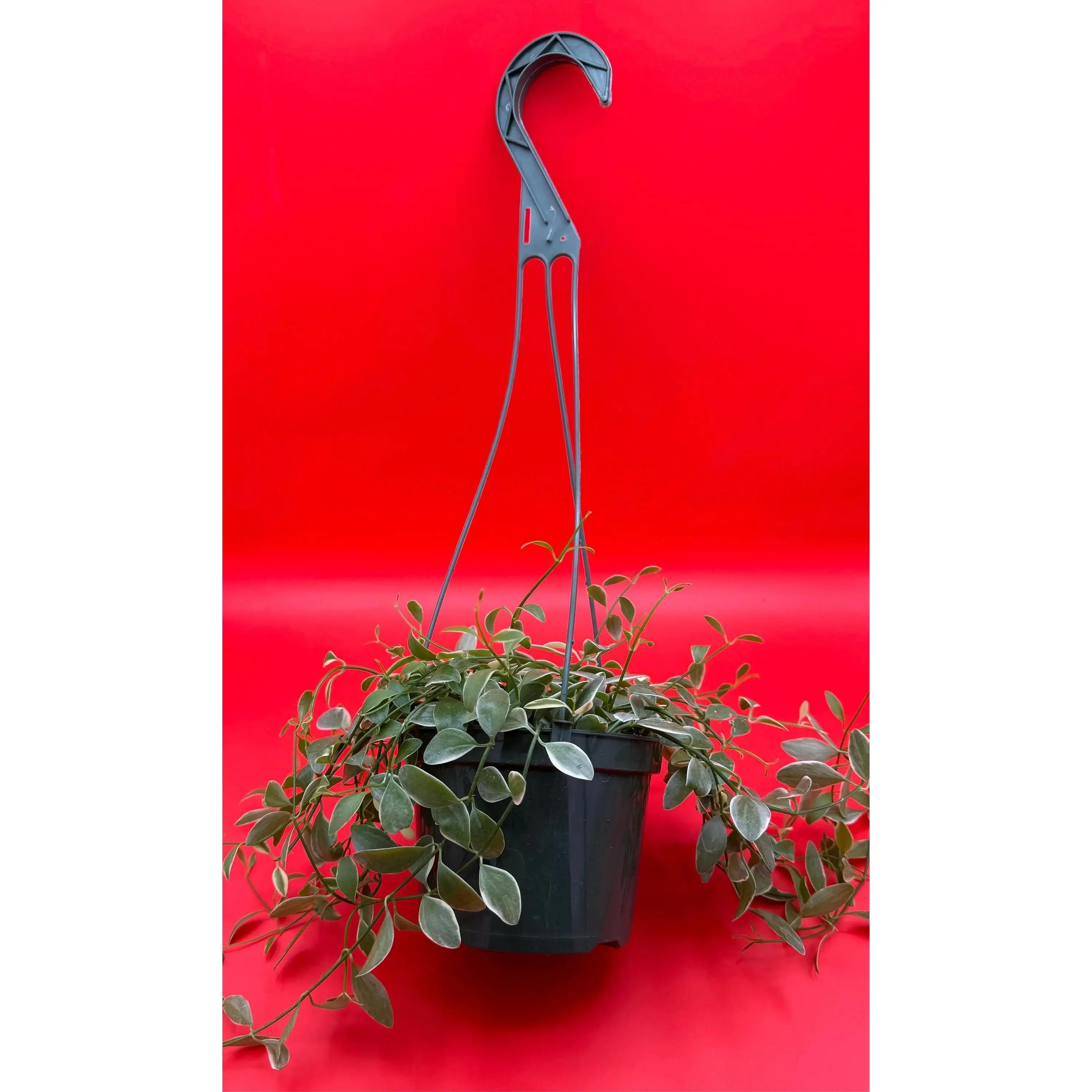 brandi philodendron hanging Philodendron brandtianum, 