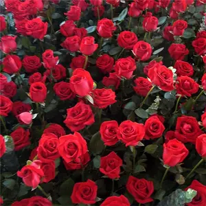 Red Rose Flower Seeds for Home Balcony Garden Yard Potted Decoration 200 Seeds