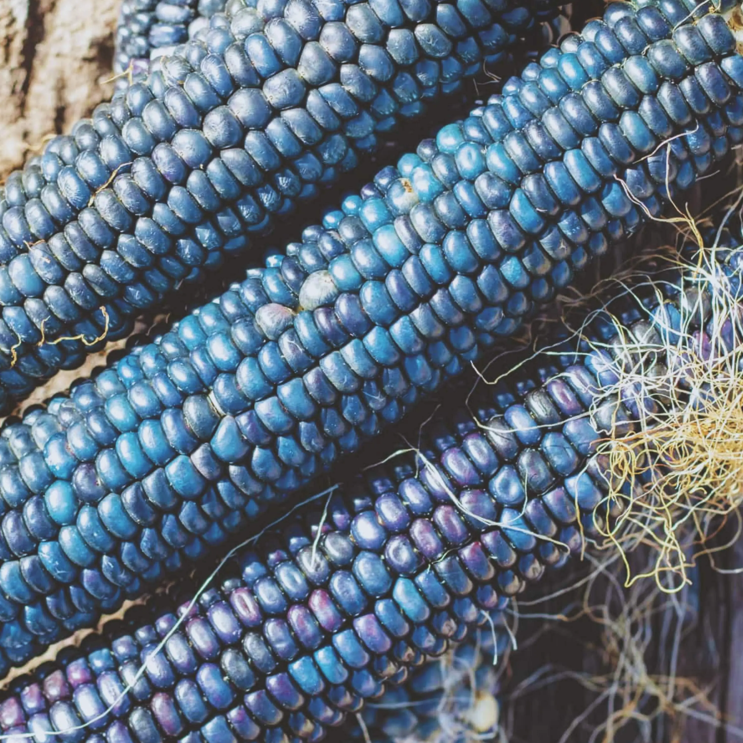 Heirloom Hopi Blue Corn Seeds - Organic and Regenerative Gardening Seeds