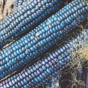 Heirloom Hopi Blue Corn Seeds - Organic and Regenerative Gardening Seeds