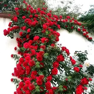 200PCS Red Climbing Rose Seeds! Heirloom Perennial  Fragrant blooms climb & cascade gorgeously. Ideal for fences/balconies. Super easy to grow, blooms year after year. Add dreamy romance to your urban garden or cozy balcony.