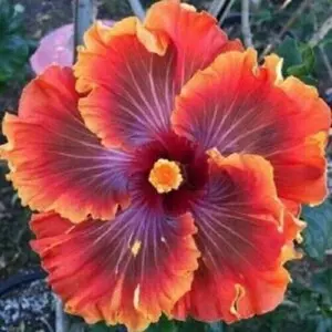 Green River 20 Red Purple Orange Hibiscus Seeds - Flower Seed Pack, Mixed Hardy Hibiscus for Planting, Perennial Garden Seeds for Vibrant Outdoor Color, Pollinator Friendly
