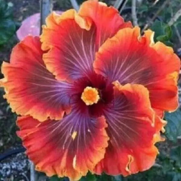 Green River 20 Red Purple Orange Hibiscus Seeds - Flower Seed Pack, Mixed Hardy Hibiscus for Planting, Perennial Garden Seeds for Vibrant Outdoor Color, Pollinator Friendly