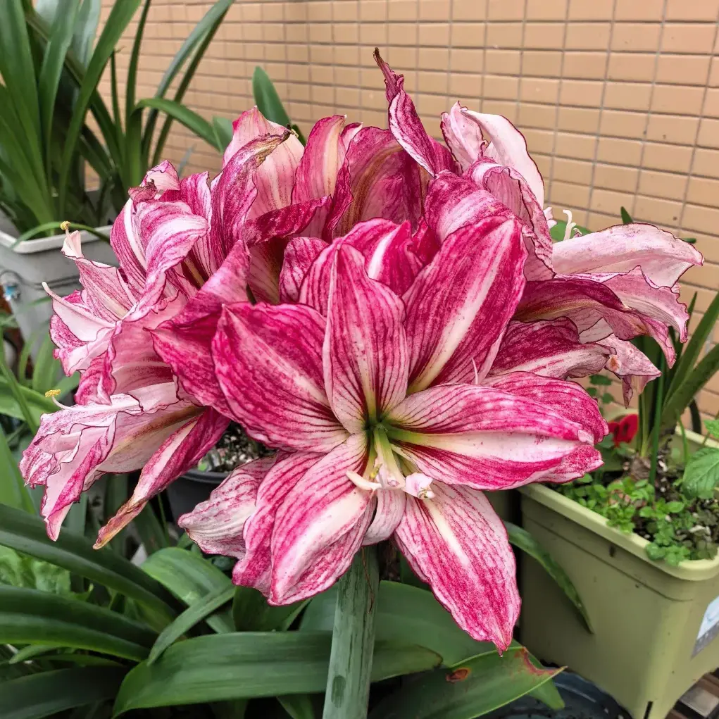 Amaryllis Angela Double Flower Bulbs, Indoor Balcony Perennial Blooming All Year Round