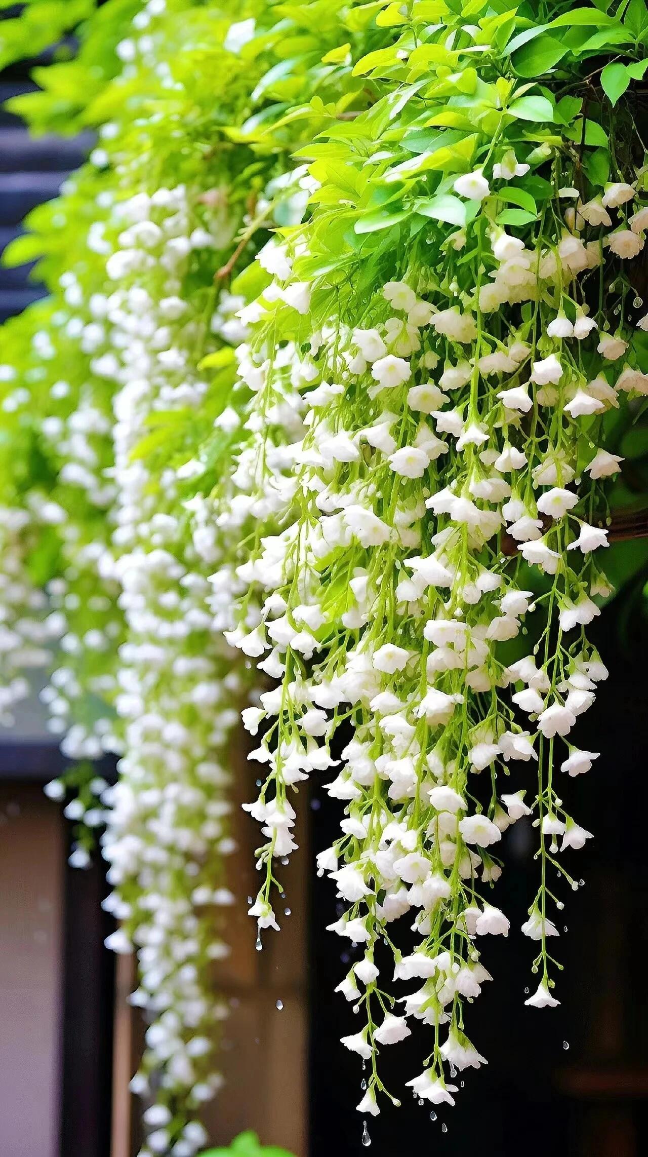 【BUY 2 GET 1 FREE】Trailing Jasmine Seeds Bridal Veil High Germination Rate Nodding Clerodendron Easy to Grow Long Lasting Aroma for Home Garden Fragrant Blooms Rare Cascading Jasmine Perfect for Balconies & Indoor Pots