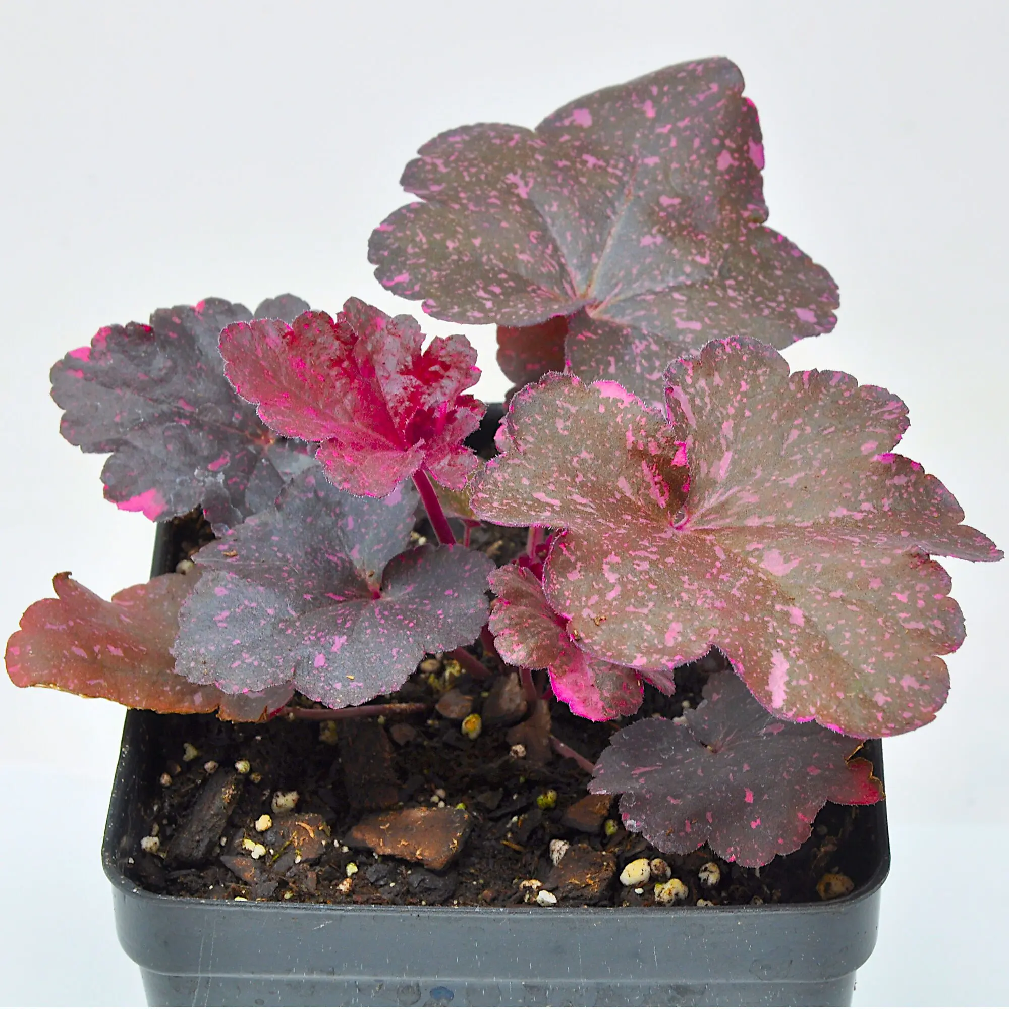 Heuchera, Midnight Rose, Coral Bells, Flowering Plant