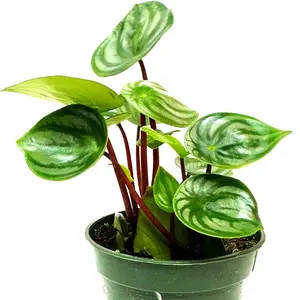 Peperomia Watermelon Plant Live 3" Indoor Houseplant in Potting Soil, Housewarming, Birthday Gift, Room and Office Decor