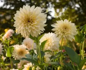 Dahlia Cafe au Lait - 5 Stem Bunch