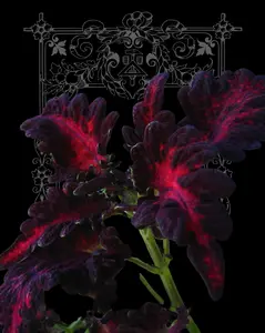 Black Dragon Coleus Seeds