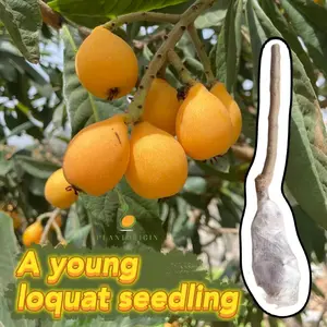 Plum seedlings (seedless) grow rapidly, with deep root systems and low maintenance, making them ideal for home gardens and gardens.