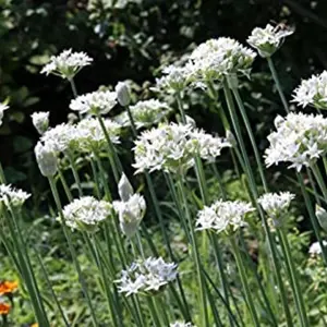 Graceful White Allium Flowers - 60 Bulbs with Planting Tool - Attracts Butterflies, Bees & Hummingbirds