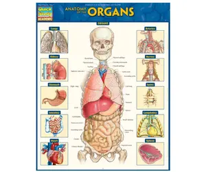 Anatomy of the Organs