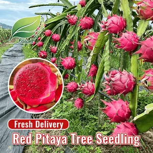Dragon fruit seedlings, saplings, suitable for balconies and gardens, easy to grow, strong plants, living fruit trees