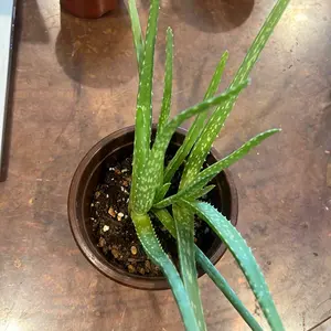 Aloe Vera Succulent Plant - Low-Maintenance Indoor/Outdoor Potted Houseplant for Home Decor
