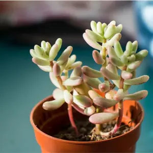 Sedum Pachyphyllum Plant Plug (Sedum pachyphyllum) – Plump, blue-green leaves with red tips, drought-tolerant and great for rock gardens.