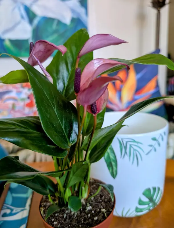 RZ-13 Anthurium Purple Live Indoor Plant in 4 Inch Pot, Tropical Aroid Houseplant with Purple Tone Foliage, Compact Decorative Plant for Home Office Desk Shelf Decor