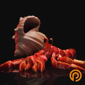 3D Printed Hermit Crab Toy with Removable Shell - Kids' Marine Fidget Toy, Ocean Adventure, Fun Educational Sea Animal Gift