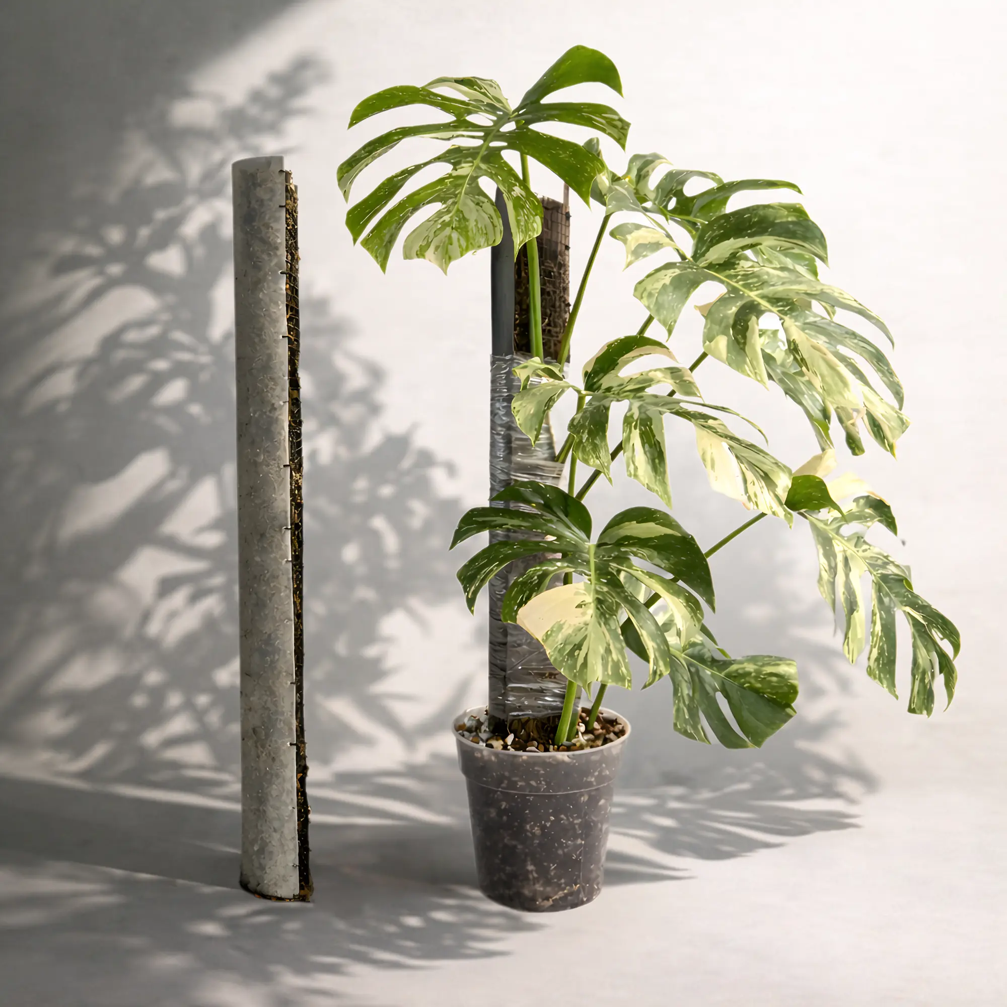 The Big D Pole | Climbing Pole for Monsteras & Large Aerial Root Plants The Big D Pole | Climbing Pole for Monsteras & Large Aerial Root Plants