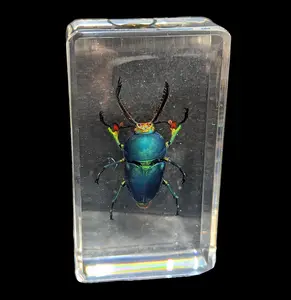 Jeweled Sawtooth Stag Beetle In Resin