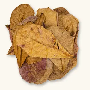 (12/25c) Small Indian Almond Leaves & Catappa Betta Leaves by Betta Botanicals for Shrimp Tanks & Blackwater Aquariums
