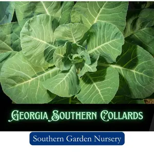 Georgia Southern Collards Seed Pack, Non-GMO Heirloom Variety Fresh Garden Seed, Southern Garden Staple
