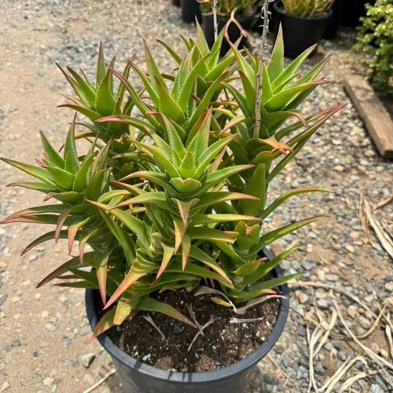 Climbing Aloe Ciliaris Bare rootS Plant