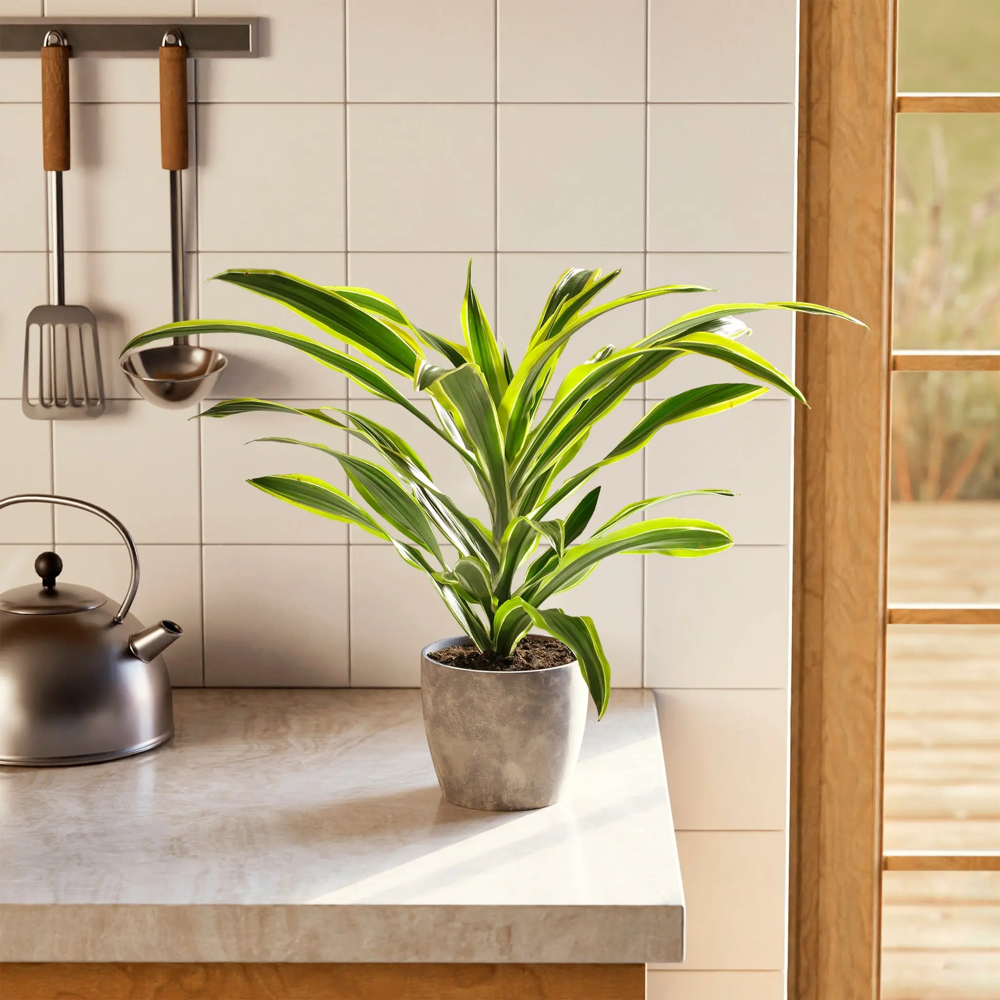 Lively Root Dracaena Lemon Lime - Variegated Striped Leaves Live Plant, Potted Indoor Plants for Home Decor, Desk Greenery, Work Spaces