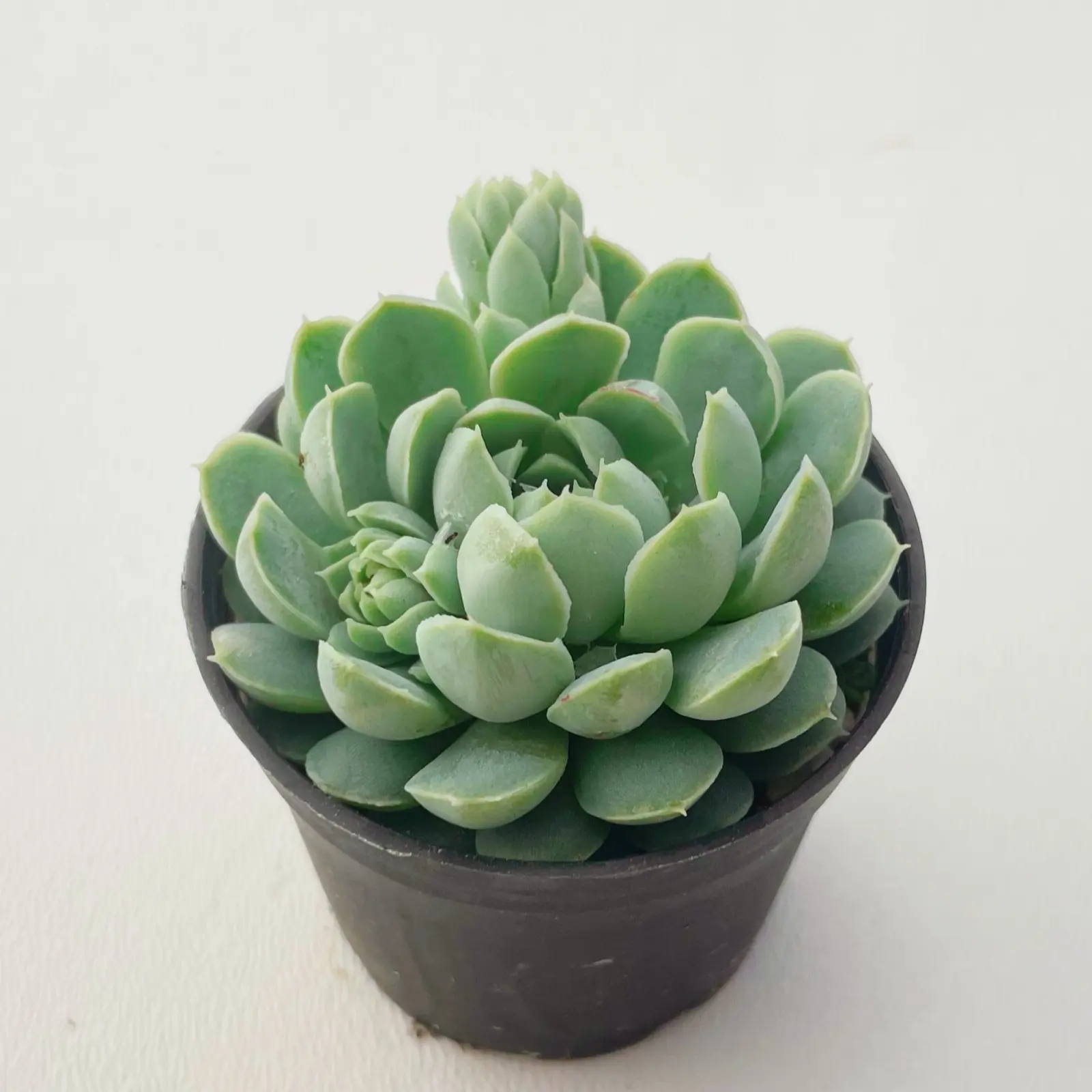 Live Succulent Echeveria The Next Gardener Hailstones Rooted in 2in Planter, Real Live Plants for Garden Home Decor Party Favors, Baby Shower, Wedding, Gift for Mothers