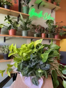 Pothos Bundle Box - Beginner Friendly Starter Pack - Three 6" Pots Per Box