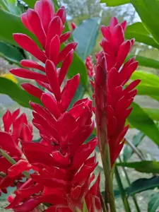 Dwarf Red Ginger - Alpinia purpurata - Live Plant