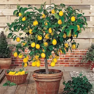 30pcs Perfume Lemon Seeds - Grow Your Own Bonsai or Full-Size Fruit-Bearing Tree - Non-GMO, Heirloom, Organic - Ideal for Zones 8-11