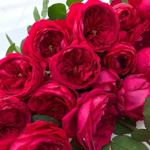 Rose{ Pas De Deux/パドドゥ}- Rara Japanese OwnRoot| Velvety Rose| Heat Tolerant| Strong Disease Resistance| Rapid Growth| Strong Adaptability| Bloom Repeatedly | Red Rose