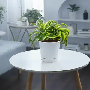 Dracaena 'Tornado'